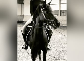 NRPS, Stute, 6 Jahre, 140 cm, Rappe