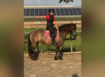 NRPS, Stute, 6 Jahre, 142 cm, Dunkelbrauner