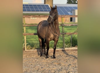 NRPS, Stute, 6 Jahre, 142 cm, Dunkelbrauner