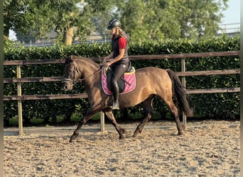 NRPS, Stute, 6 Jahre, 142 cm, Dunkelbrauner