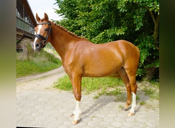 NRPS, Stute, 6 Jahre, 145 cm, Fuchs