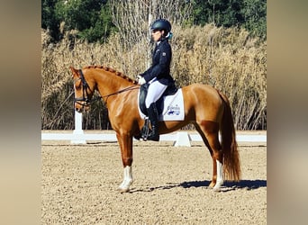 NRPS, Stute, 6 Jahre, 145 cm, Fuchs