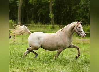 NRPS, Stute, 6 Jahre, 147 cm, Tigerschecke