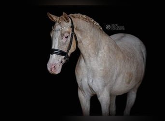 NRPS, Stute, 6 Jahre, 147 cm, Tigerschecke