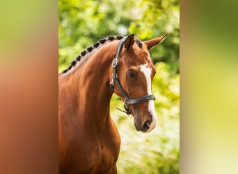 NRPS, Stute, 6 Jahre, 165 cm, Brauner