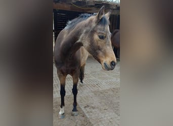 NRPS, Stute, 7 Jahre, 145 cm, Buckskin