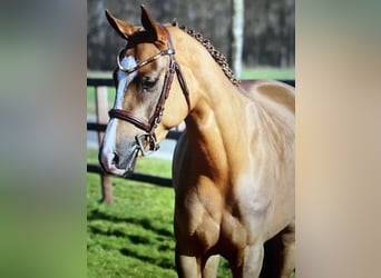 NRPS, Stute, 7 Jahre, 146 cm, Fuchs