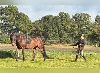 NRPS Mix, Stute, 7 Jahre, 153 cm, Brauner