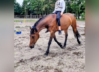 NRPS Mix, Stute, 7 Jahre, 153 cm, Brauner