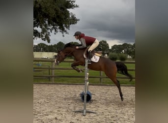 NRPS Mix, Stute, 8 Jahre, 145 cm, Dunkelbrauner