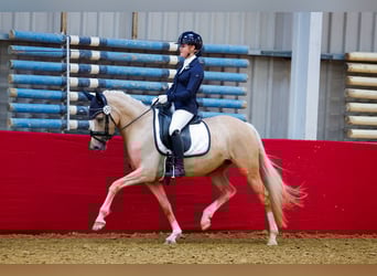 NRPS, Stute, 8 Jahre, 147 cm, Palomino
