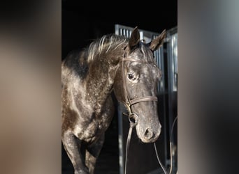 NRPS, Stute, 8 Jahre, 165 cm, Tigerschecke