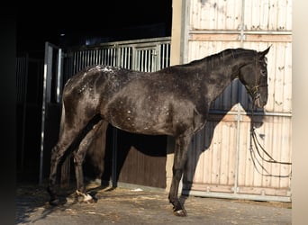 NRPS, Stute, 8 Jahre, 165 cm, Tigerschecke