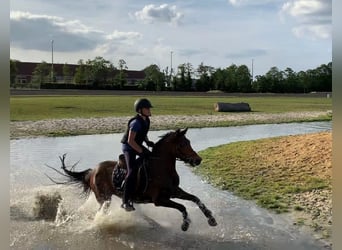 NRPS Mix, Stute, 9 Jahre, 142 cm, Schwarzbrauner