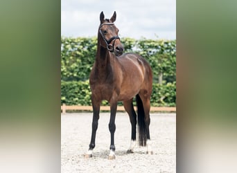 NRPS, Stute, 9 Jahre, 145 cm, Dunkelbrauner