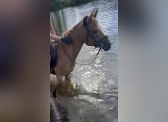 NRPS, Stute, 9 Jahre, 147 cm, Fuchs