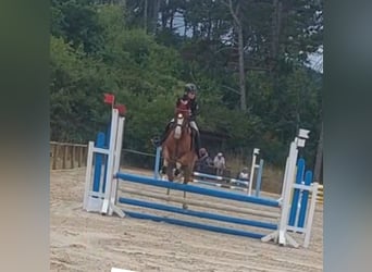 NRPS, Stute, 9 Jahre, 148 cm, Fuchs