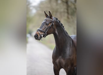 NRPS, Stute, 9 Jahre, 153 cm, Dunkelbrauner