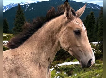 NRPS, Stute, Fohlen (04/2025), 136 cm, Buckskin