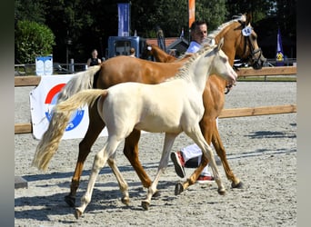 NRPS, Stute, Fohlen (04/2024), 148 cm, Perlino