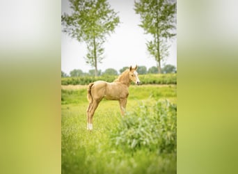 NRPS, Stute, Fohlen (05/2026), 167 cm, Palomino