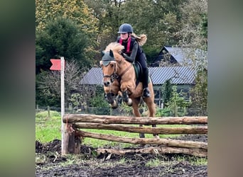 NRPS Blandning, Valack, 15 år, 144 cm, Palomino