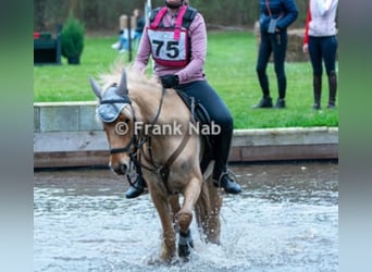 NRPS Blandning, Valack, 15 år, 144 cm, Palomino