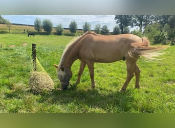 NRPS Blandning, Valack, 15 år, 144 cm, Palomino