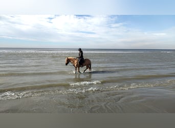 NRPS Blandning, Valack, 15 år, 144 cm, Palomino