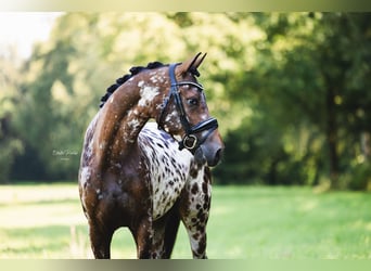 NRPS, Valack, 3 år, 146 cm, Leopard-Piebald