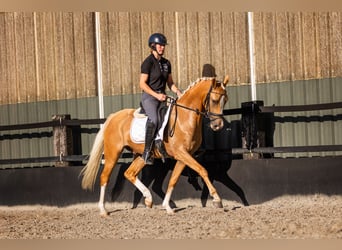 NRPS, Wallach, 3 Jahre, 147 cm, Palomino