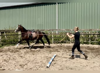 NRPS, Wallach, 4 Jahre, 160 cm, Brauner