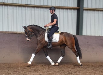 NRPS, Valack, 5 år, 164 cm, Mörkbrun