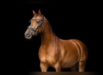 NRPS, Wallach, 10 Jahre, 148 cm, Fuchs