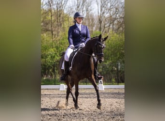 NRPS, Wallach, 10 Jahre, 148 cm, Rappe