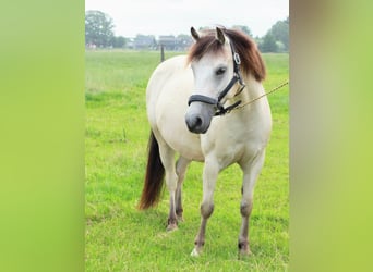 NRPS, Wallach, 11 Jahre, 130 cm