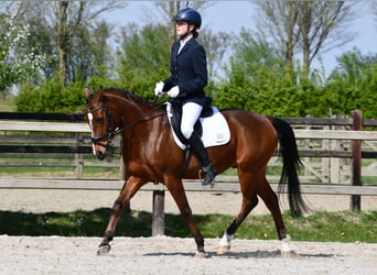 NRPS, Wallach, 11 Jahre, 144 cm, Brauner