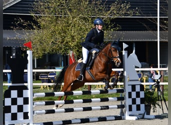 NRPS, Wallach, 11 Jahre, 144 cm, Brauner