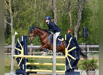 NRPS, Wallach, 11 Jahre, 144 cm, Brauner