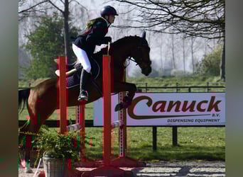 NRPS, Wallach, 11 Jahre, 144 cm, Brauner
