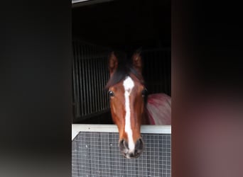 NRPS, Wallach, 11 Jahre, 144 cm, Brauner
