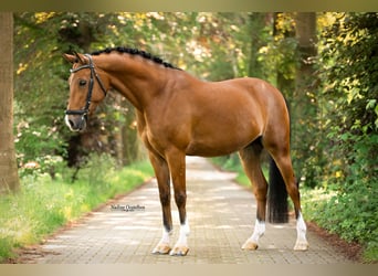 NRPS, Wallach, 11 Jahre, 148 cm, Brauner