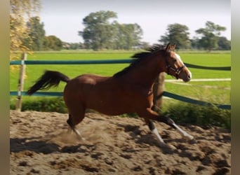 NRPS Mix, Wallach, 12 Jahre, 148 cm, Brauner