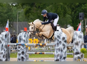 NRPS, Wallach, 12 Jahre, 148 cm, Palomino
