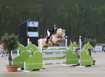 NRPS, Wallach, 12 Jahre, 148 cm, Palomino