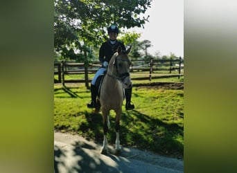 NRPS, Wallach, 13 Jahre, 142 cm, Falbe