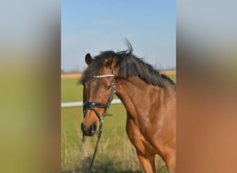 NRPS, Wallach, 13 Jahre, 144 cm, Brauner