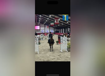 NRPS, Wallach, 13 Jahre, 169 cm, Brauner