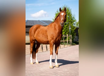 NRPS, Wallach, 14 Jahre, 148 cm, Fuchs