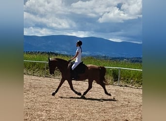 NRPS, Wallach, 14 Jahre, 150 cm, Dunkelfuchs